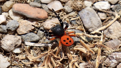 rot gepunktete Spinne