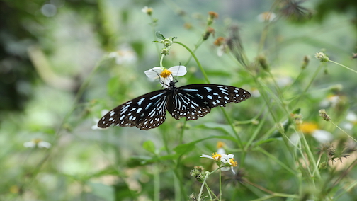 Laotischer Schmetterling