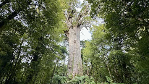 Lord of the forest Kauri